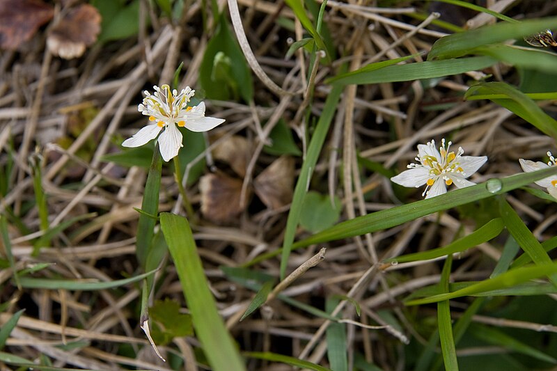 File:Coptis trifolia 03.jpg