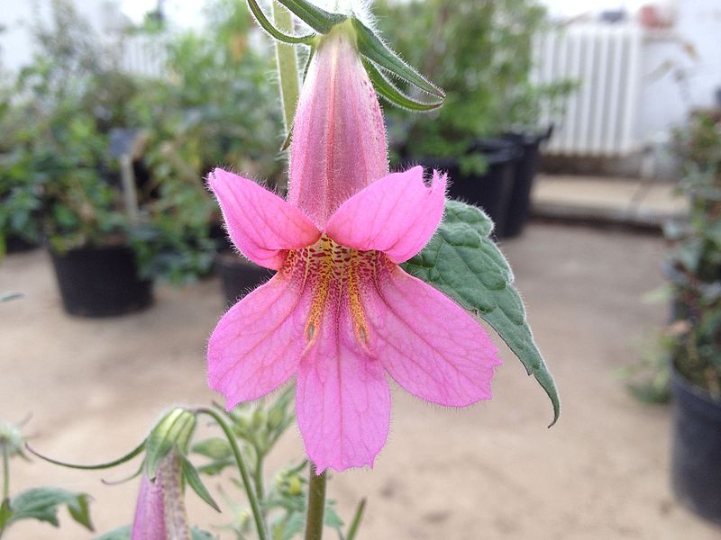 File:Rehmannia elata Flower.jpg