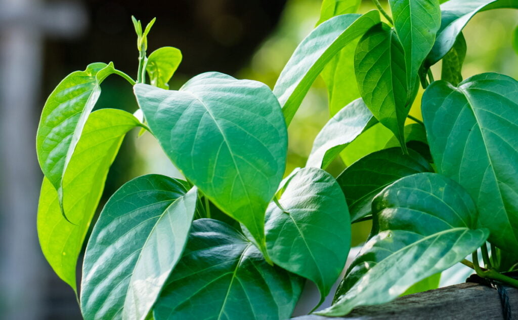 Gymnema sylvestre