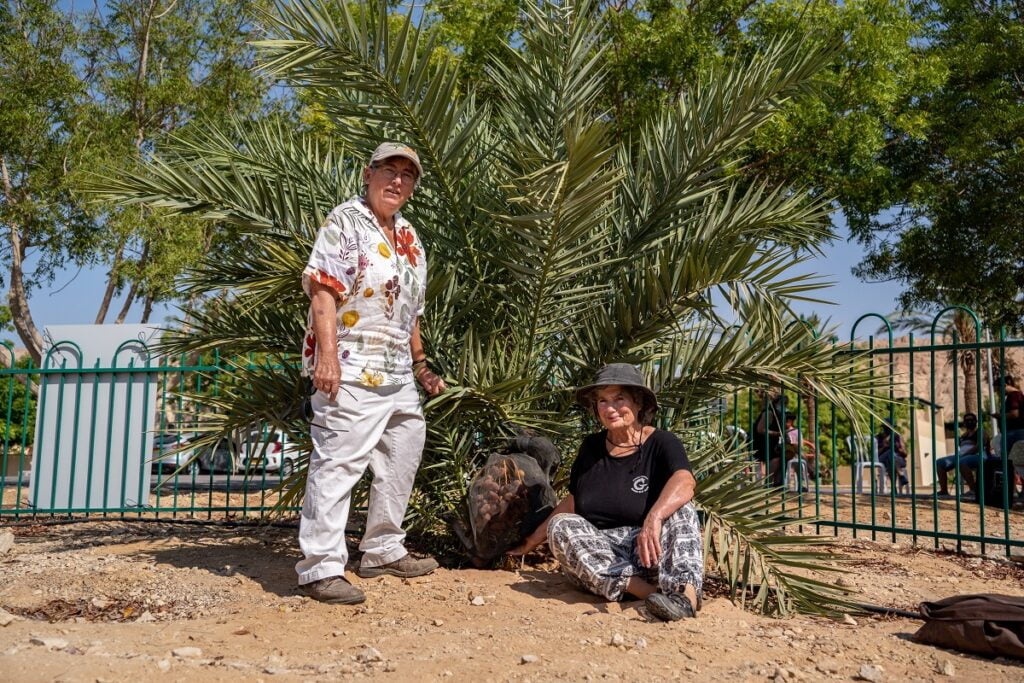 Dr. Elaine Solowey of the Arava Institute, left, and Dr. Sarah Sallon of Hadassah Hospital with Hannah, the date-palm tree germinated from a seed dating back two millennia. Photo: Marcos Schonholz