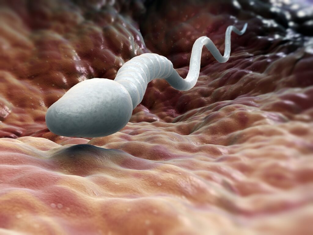 sperm cell